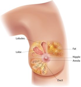 female-breast-diagram-750px