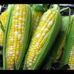 OFAB Rwanda imara impungenge ku bataye ikizere cyo kurama kubera ikoranabuhanga ryashyizwe mu buhinzi( GMOs)